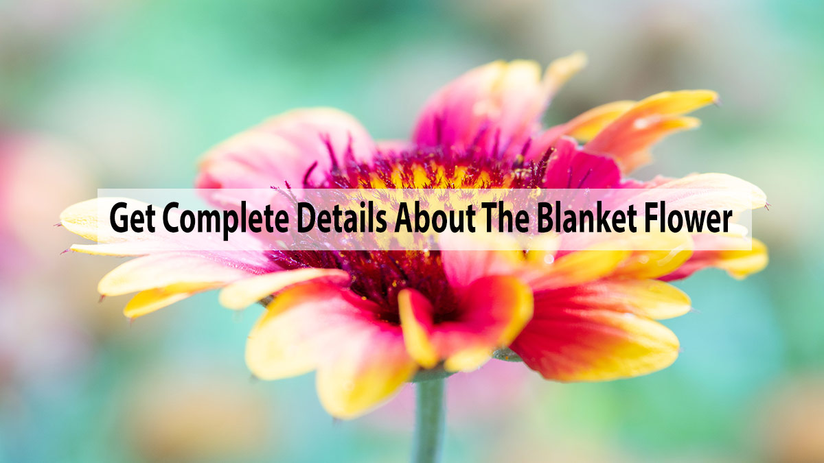 Get Complete Details About The Blanket Flower