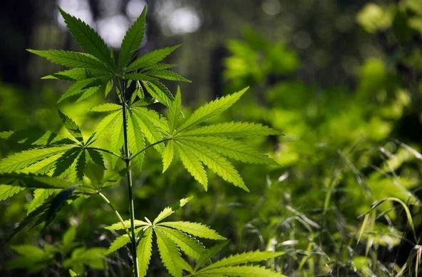 cannabis-cultivation-license